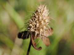 Trifolium ochroleucon