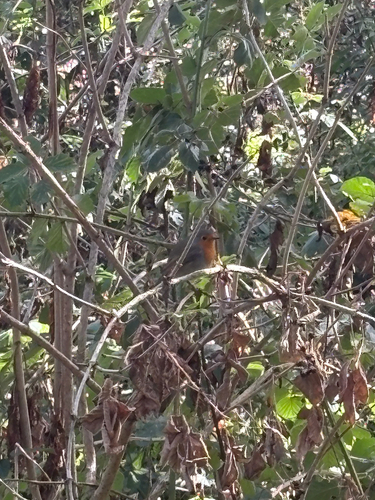 European Robin