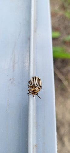Colorado Potato Beetle
