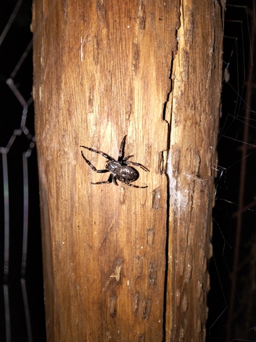 Walnut Orbweaver