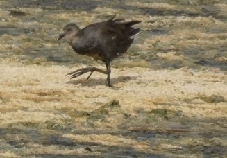 Eurasian Moorhen