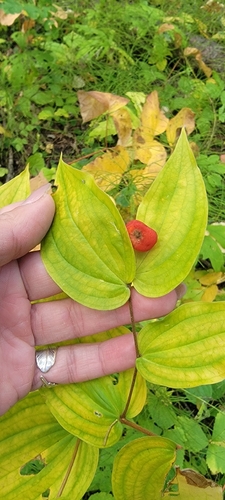 Prosartes trachycarpa, photograph 1