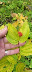 Prosartes trachycarpa, photograph (c) Lauren Markewicz, some rights reserved (CC BY)