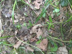 Moehringia trinervia