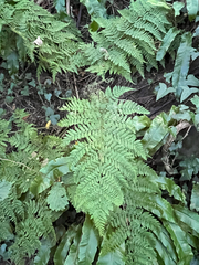 Dryopteris dilatata, photograph (c) jhatfield, some rights reserved (CC BY)