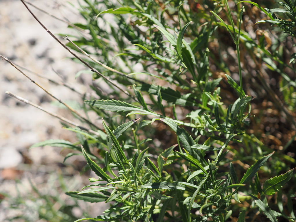 Cephalaria leucantha; photograph (c) Augustin Soulard, some rights reserved (CC BY)