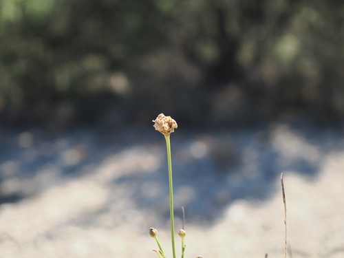 Cephalaria leucantha, photograph 2