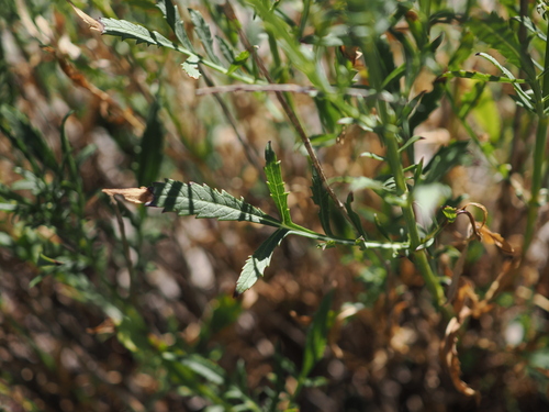 Cephalaria leucantha, photograph 3