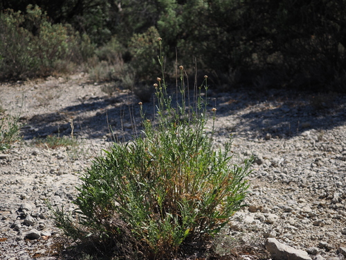 Cephalaria leucantha, photograph 1