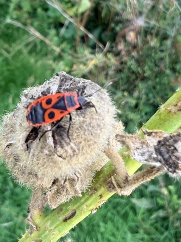 European Firebug