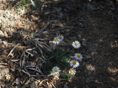 Bellis sylvestris
