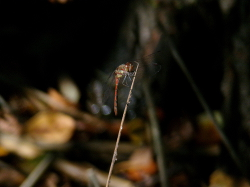 Common Darter