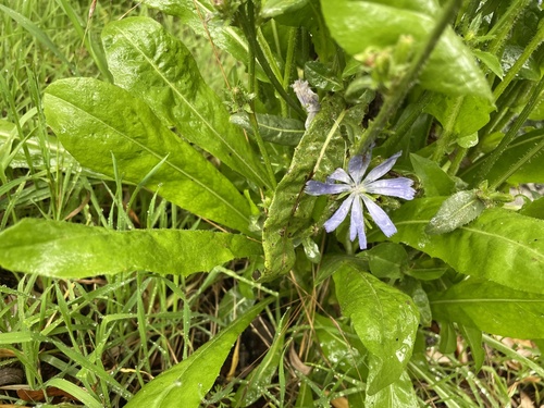 chicory