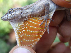 Anolis nebulosus