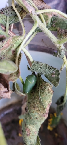 Monarch