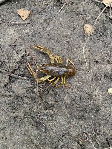 Narrow-clawed crayfish