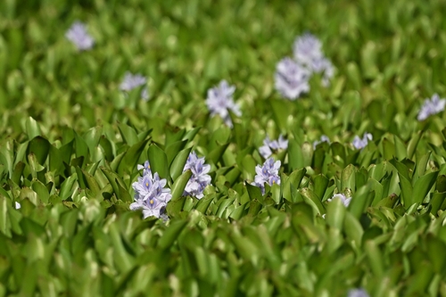 common water hyacinth