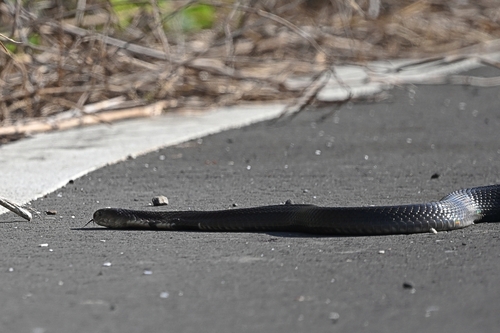 Chinese Cobra