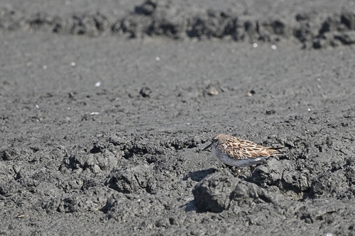 Sharp-tailed Sandpiper