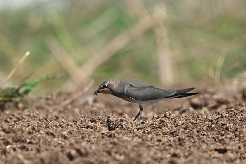 Oriental Pratincole