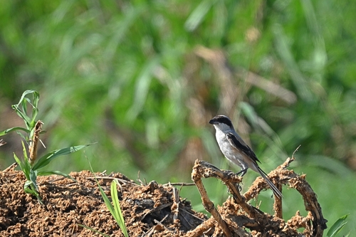 Long-tailed Shrike