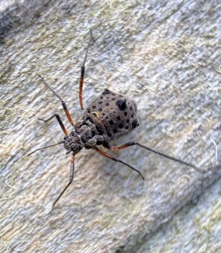 Giant Willow Aphid