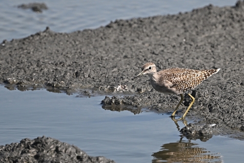 Wood Sandpiper