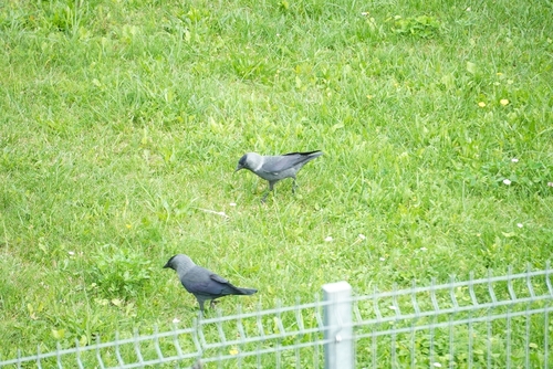 Eurasian Jackdaw