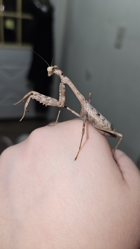Carolina Mantis