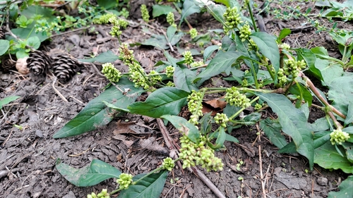 pale smartweed