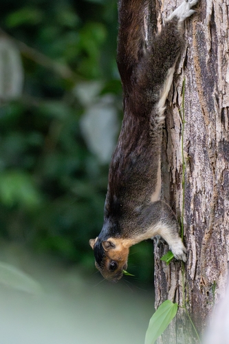 Pale Giant Squirrel