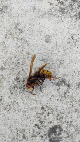 European Hornet