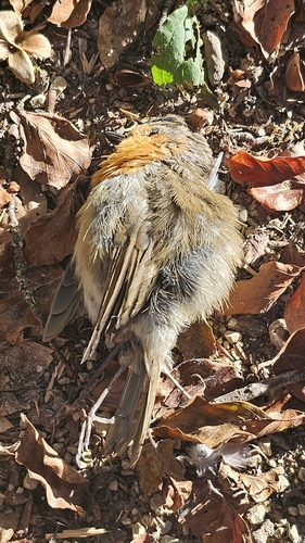 European Robin