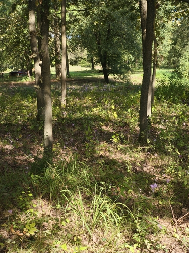 Autumn Crocus