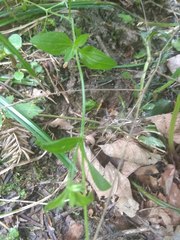 Moehringia trinervia