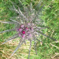 Cirsium palustre