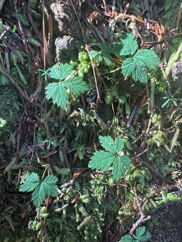 Rubus pedatus, photograph 4