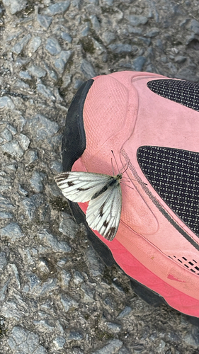 Green-veined White