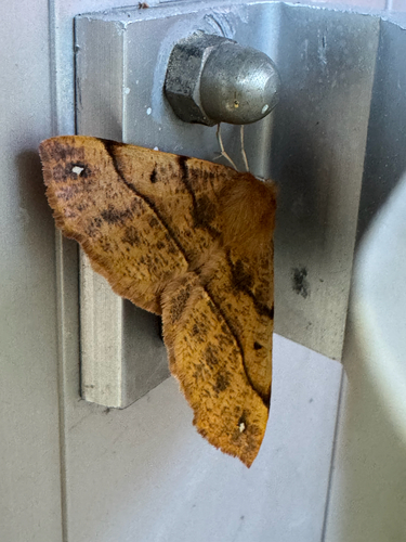 Feathered Thorn