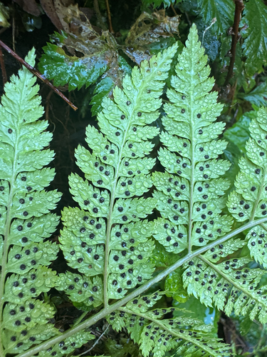 Dryopteris expansa, photograph 2