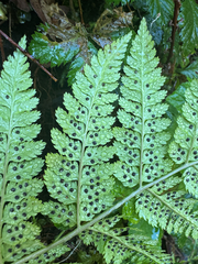 (c) Peter Abrahamsen, some rights reserved (CC BY) Dryopteris expansa, photograph (c) Peter Abrahamsen, some rights reserved (CC BY)