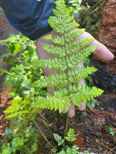 Dryopteris expansa, photograph 1