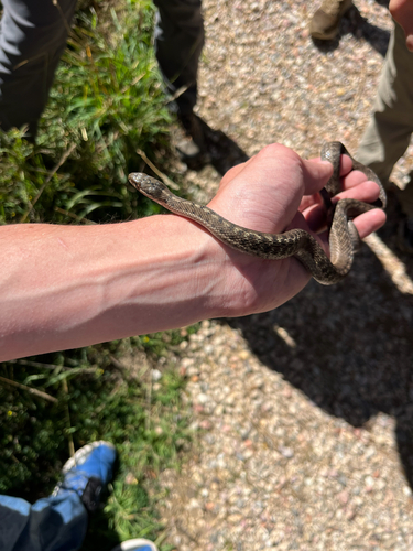 Wandering Garter Snake
