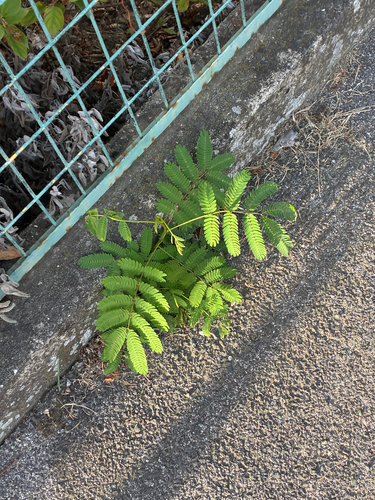 Persian silk tree