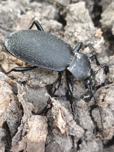 Leather Beetle