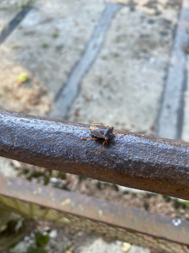 Forest Bug