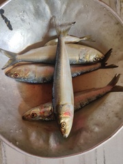 Sardinella longiceps