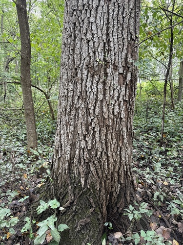 Eastern Cottonwood