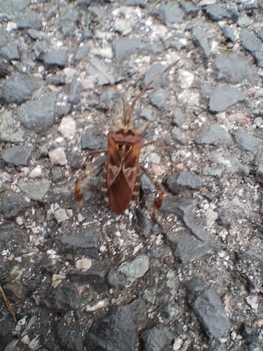 Western Conifer Seed Bug
