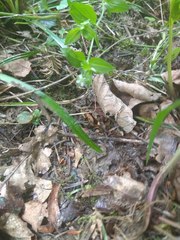 Moehringia trinervia